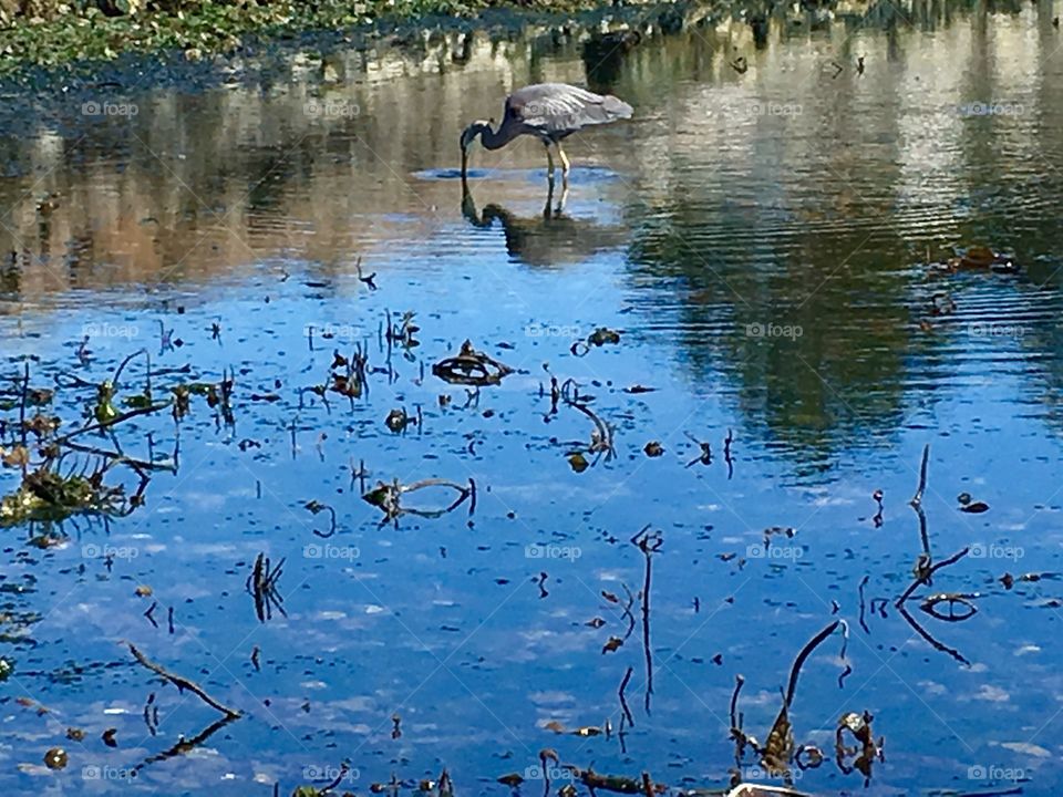 Heron eating his shadow