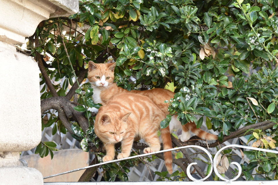 Two cats watching in the same direction 