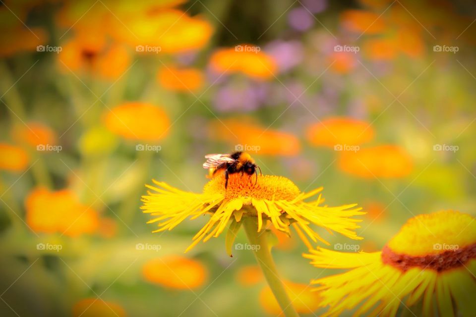 garden yellow flower summer by wickerman6666