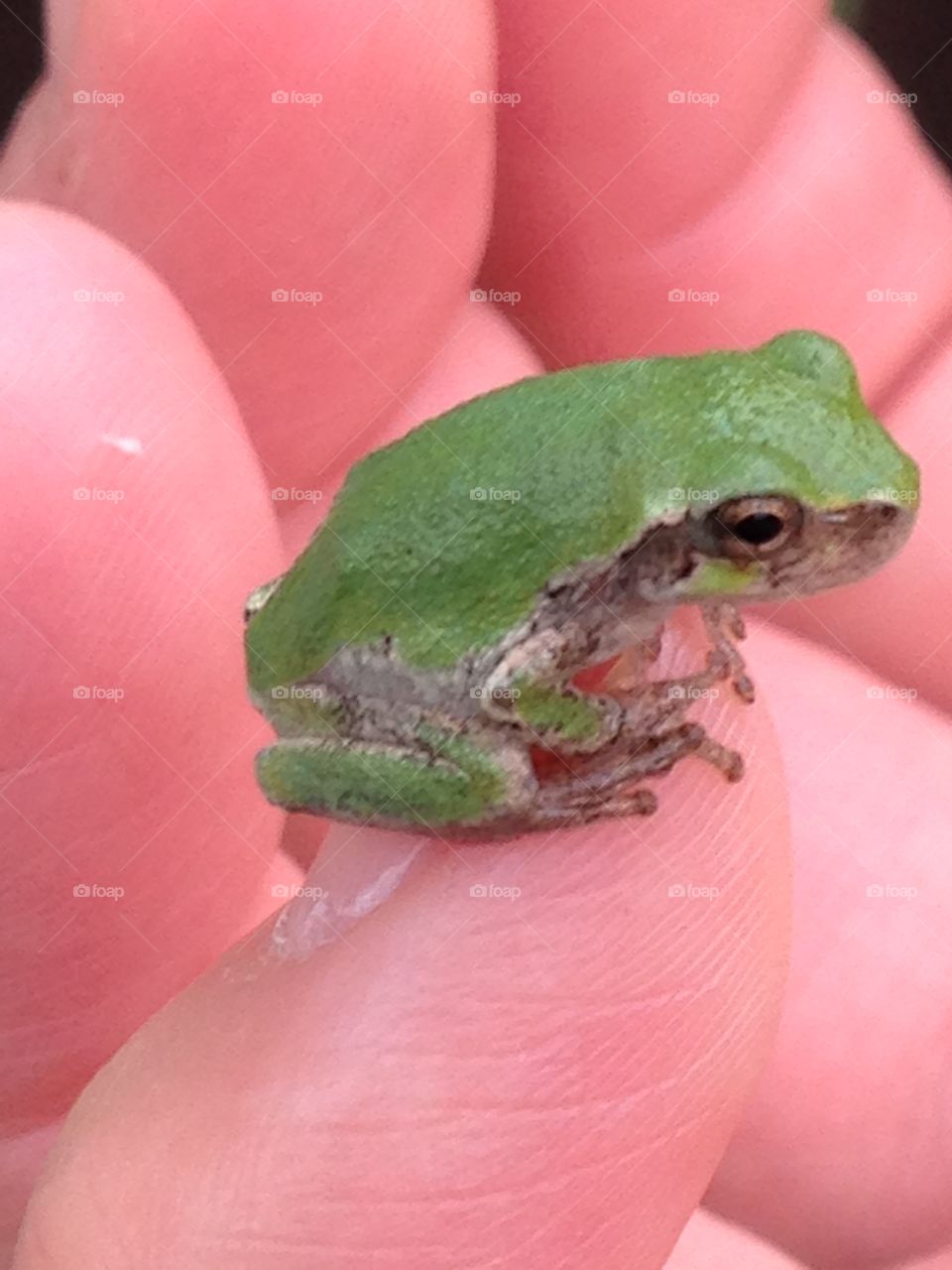 Tree frog. Little green tree frog getting warm on my hand!