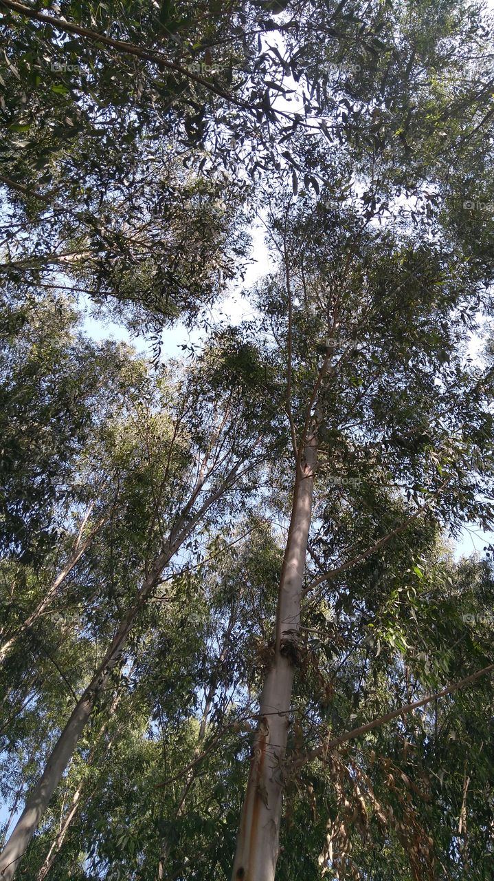 wide angle trees