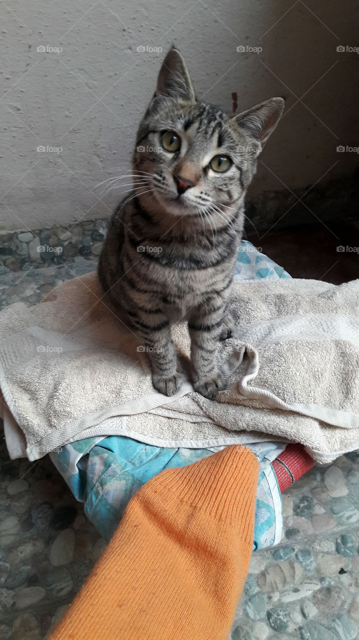 Little kitten curious as to where did the fingers vanished from the sweater sleeve  - cutie pie.