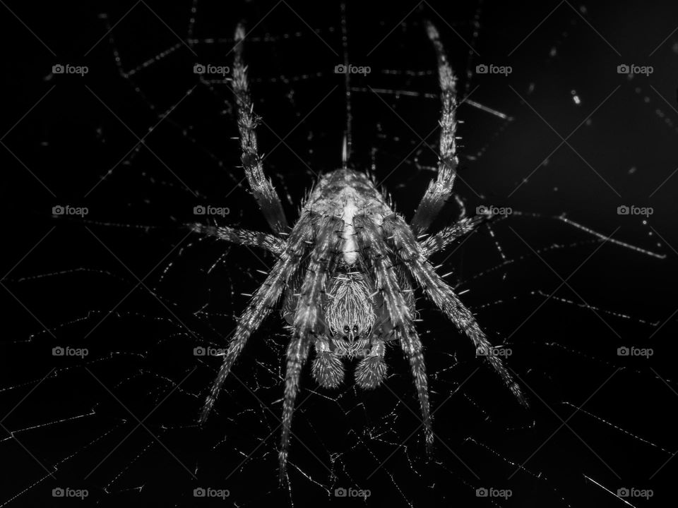 spider in Black and White, macro close up