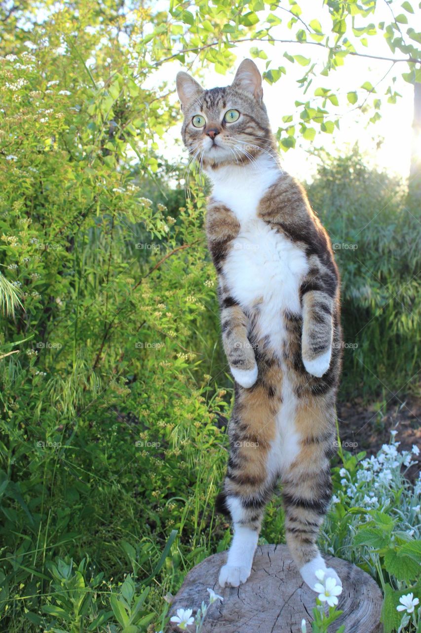 cat standing on a stump