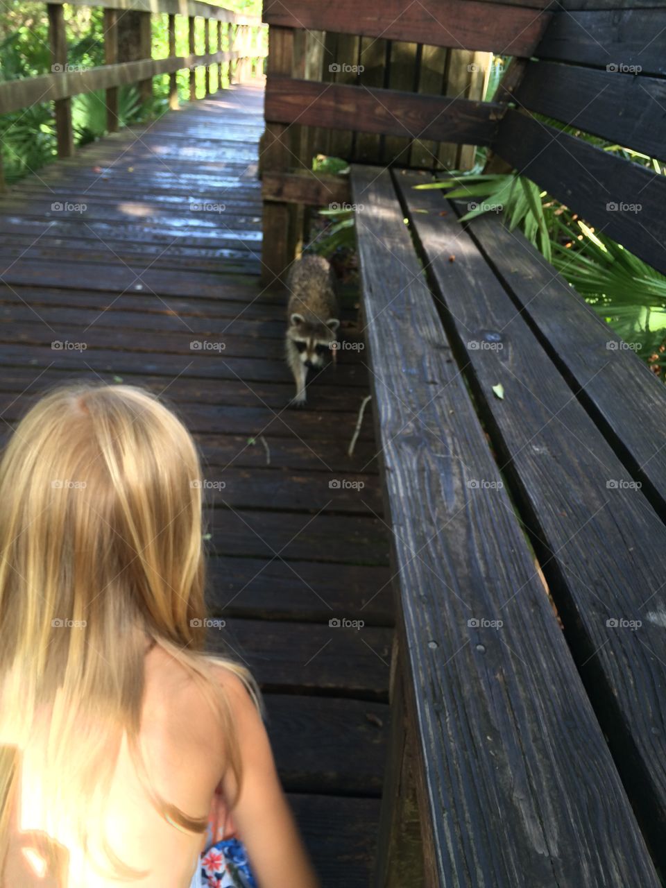 Little girl looking at a raccoon 