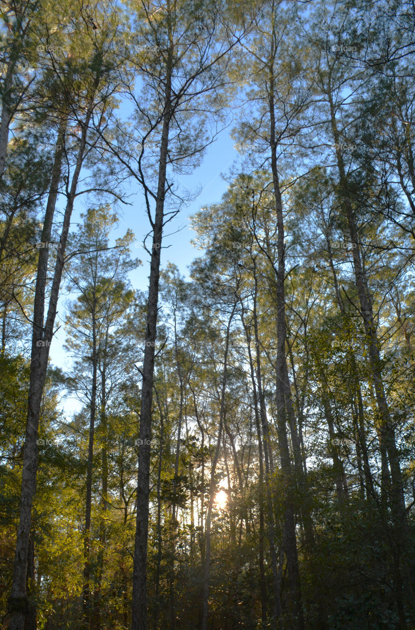 A Forest in every season! The forest's smell was fresh and organic! You could hear rustling as the wildlife scattered as the twigs were crunching under my feet. The trees were the towers of the forest. There are forests for all four seasons which display their own individual characteristics!