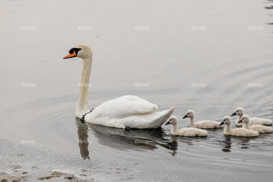 Mother swan with baby swan chicks.