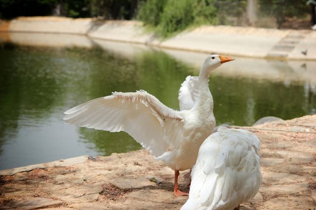 Geese