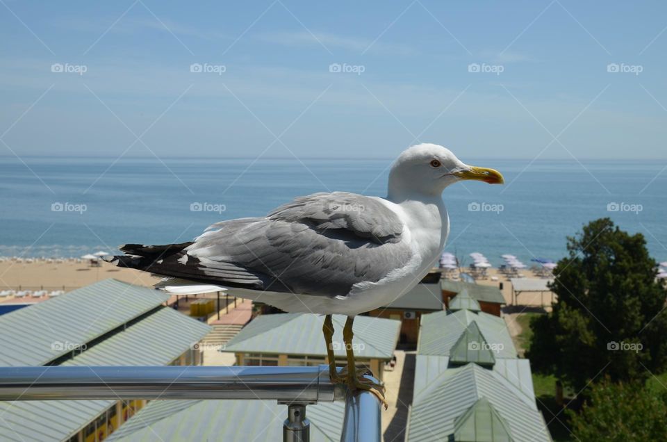 Birds & Bees - Nature in Motion