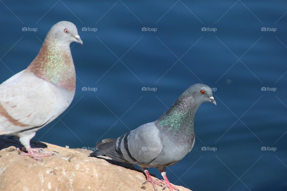 Pair of Pigeons on Rock