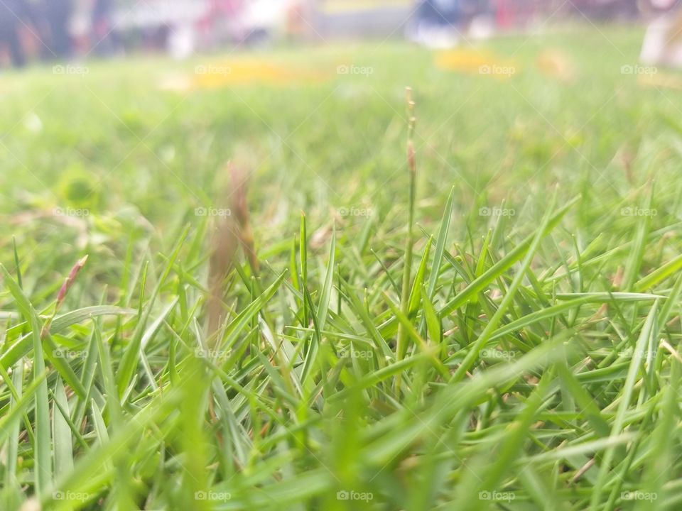 on grass