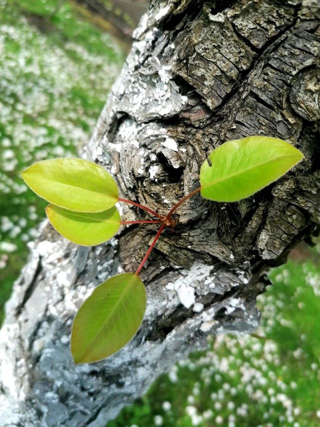 Plant