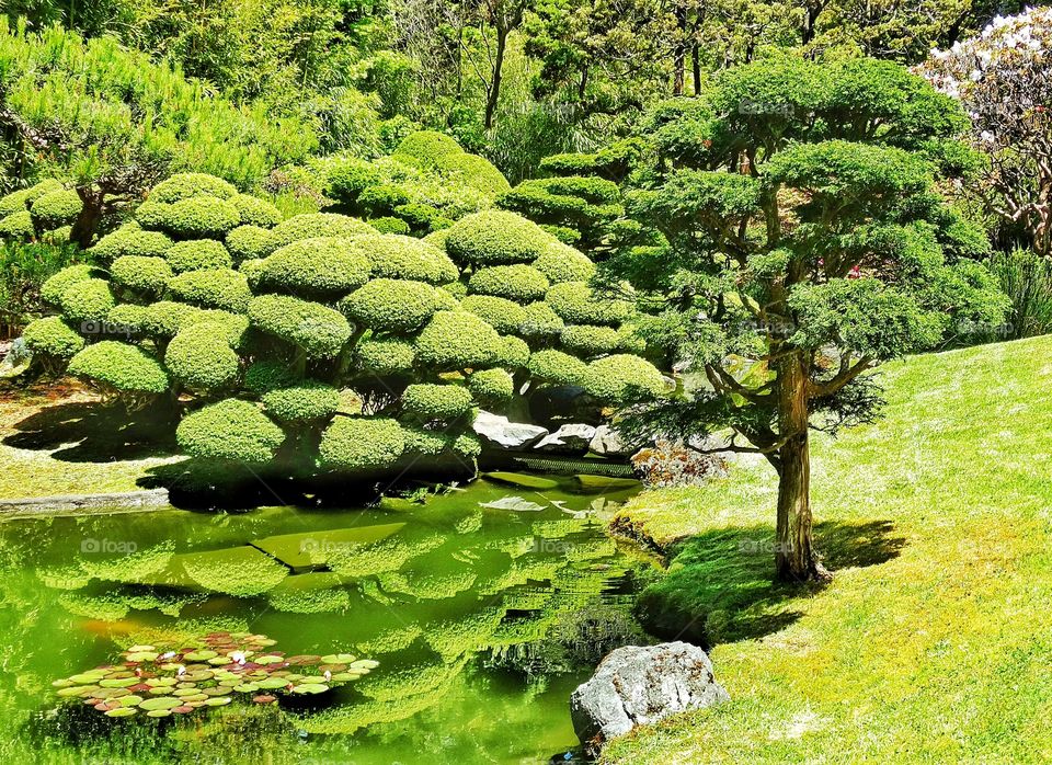 Japanese Garden Landscaping. Elegant Green Topiary In A Japanese Tea Garden
