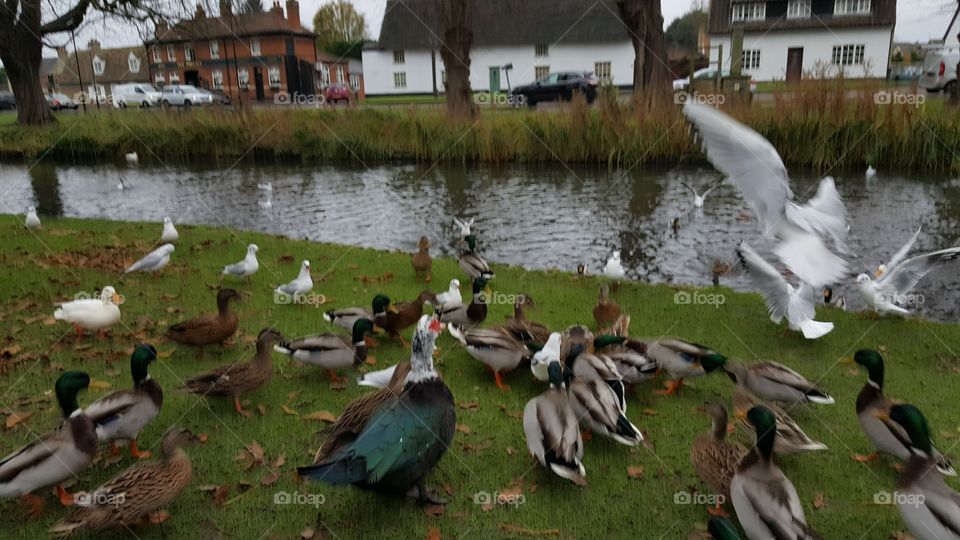 feather encounter