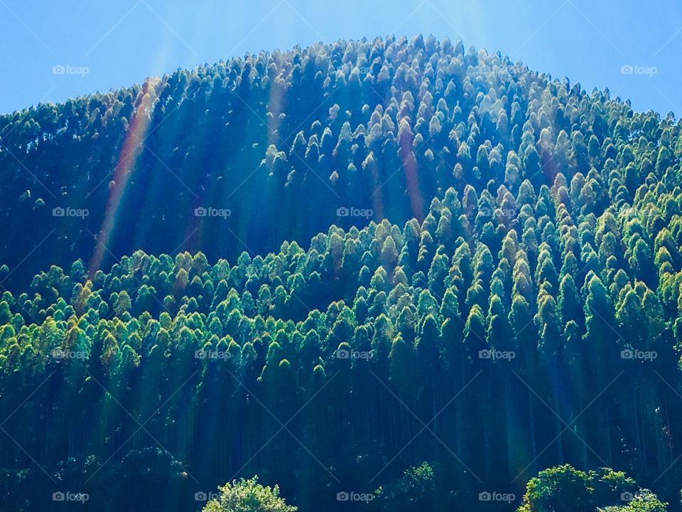 Eucalyptus plantation for a better environment with sun rays pushing through.
