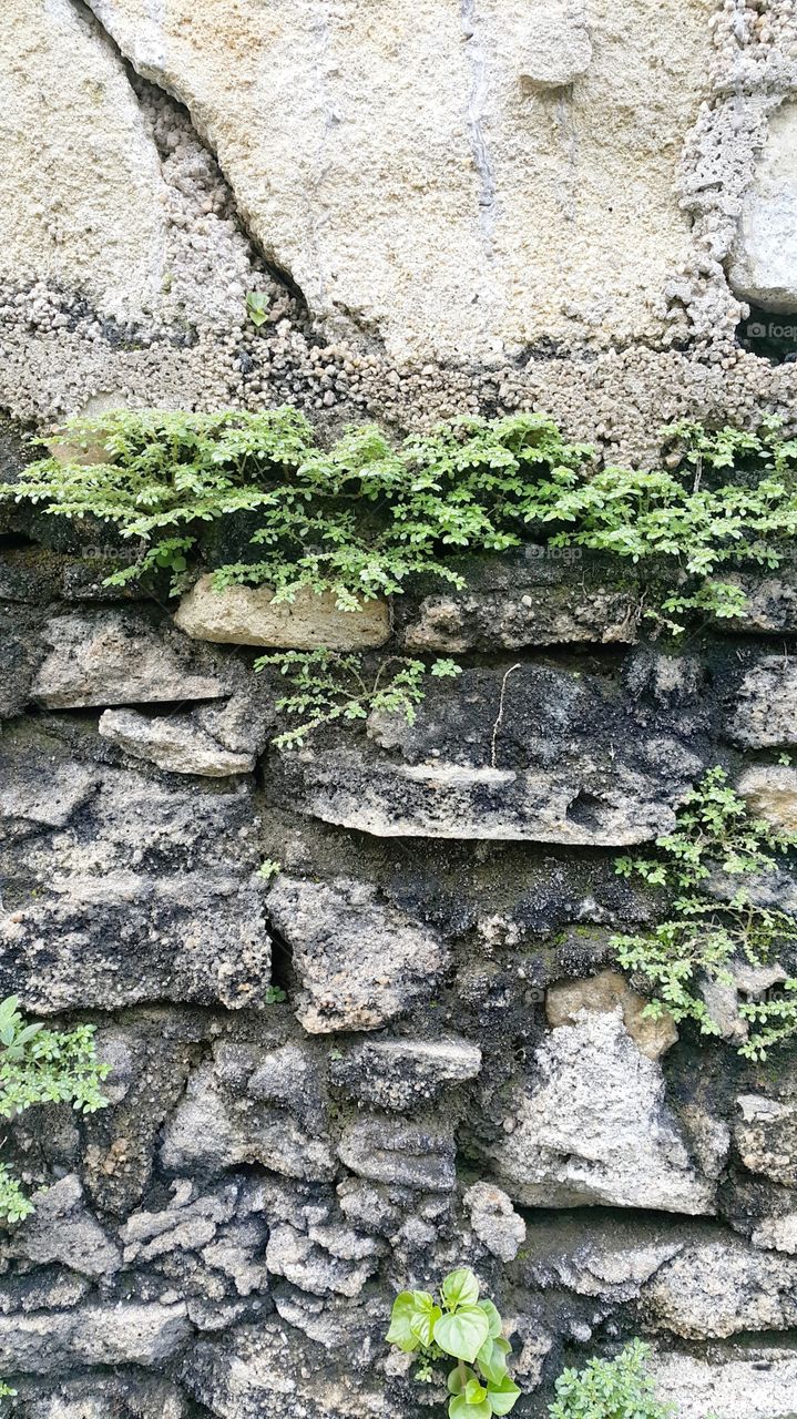 weed on the rough brick wall