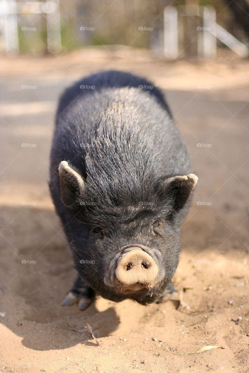 This potbelly pig is so beautiful just because it is so ugly. Here he paraded around on the prowl for food