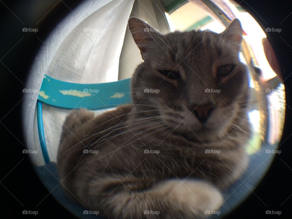 Cat in the fish eye