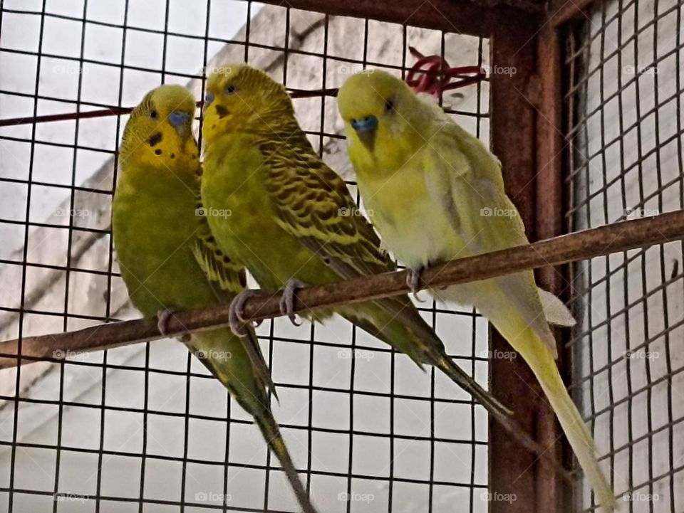 🐦‍⬛🐦‍⬛🐦‍⬛🐦‍⬛🩷🩷🩷🩵🩵🩵🩵