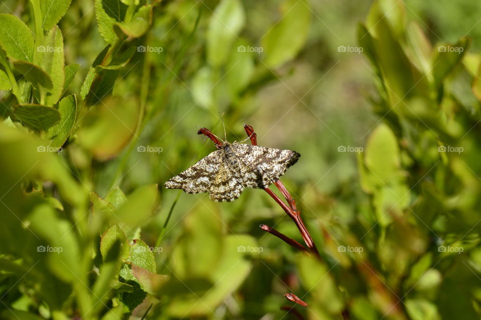 Strange Butterfly 