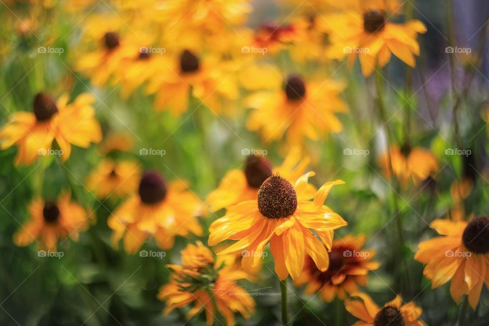Black-eyed Susans