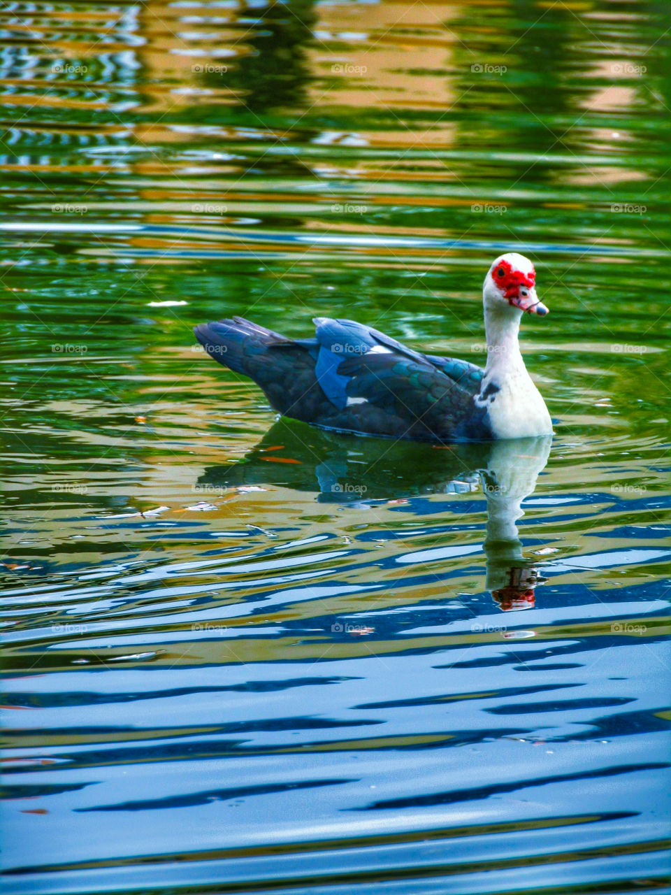 Muscovy Waters