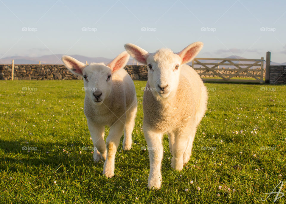 Two curious lambs approaching in the warm golden hour sunlight