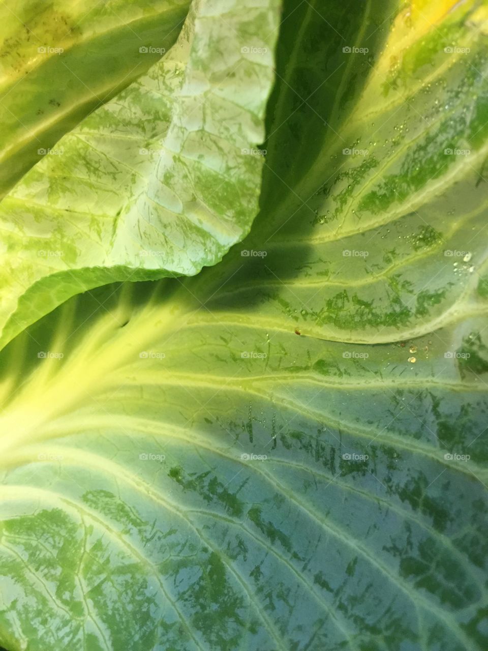 Cabbage leaf