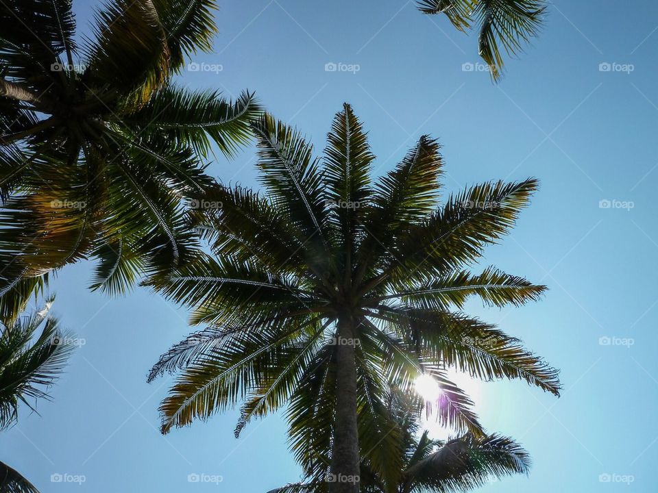 Palms