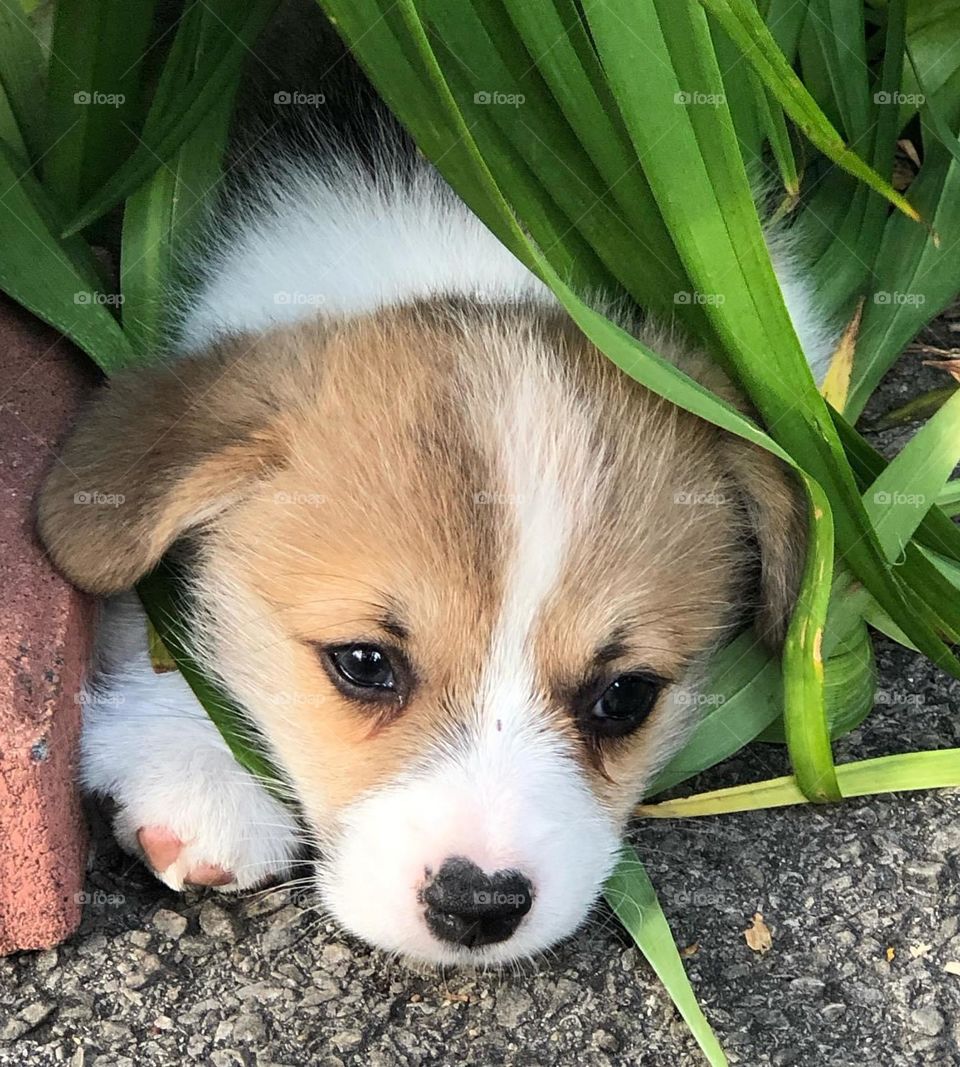 Puppy is hiding from sun
