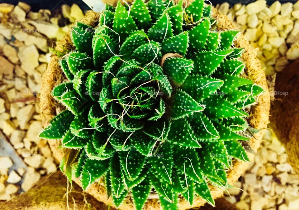 Cactus 