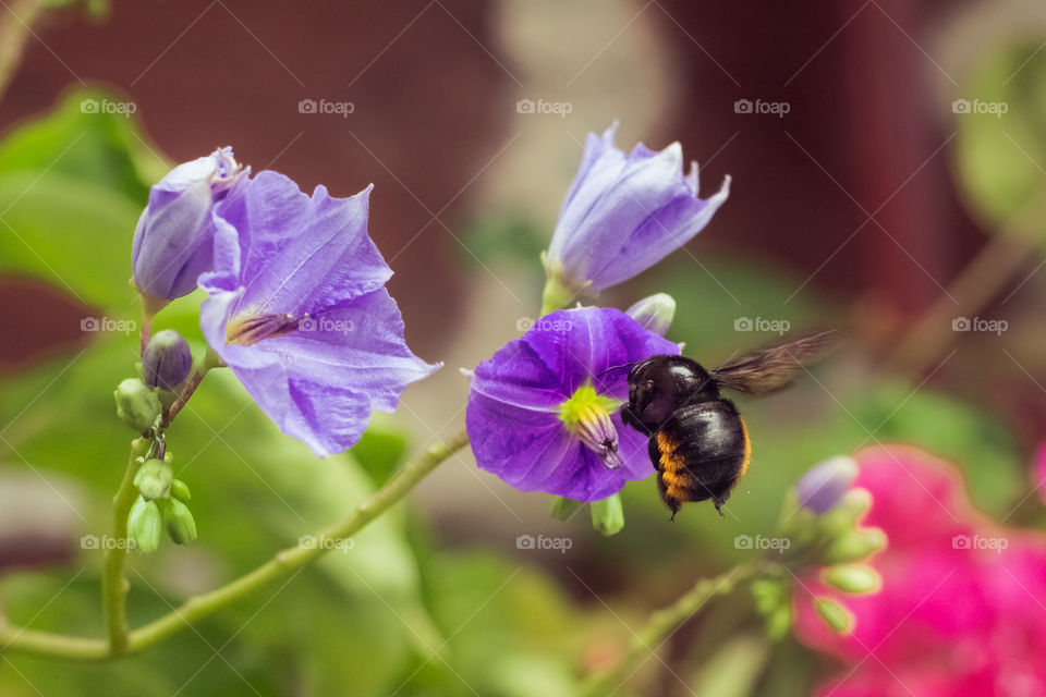 Beautiful picture of nature where a bumblebee is pollinating a purple flower in the garden 
