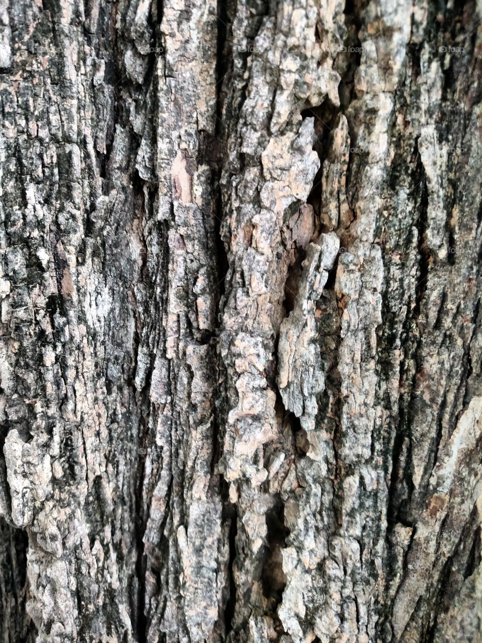 Tree Bark