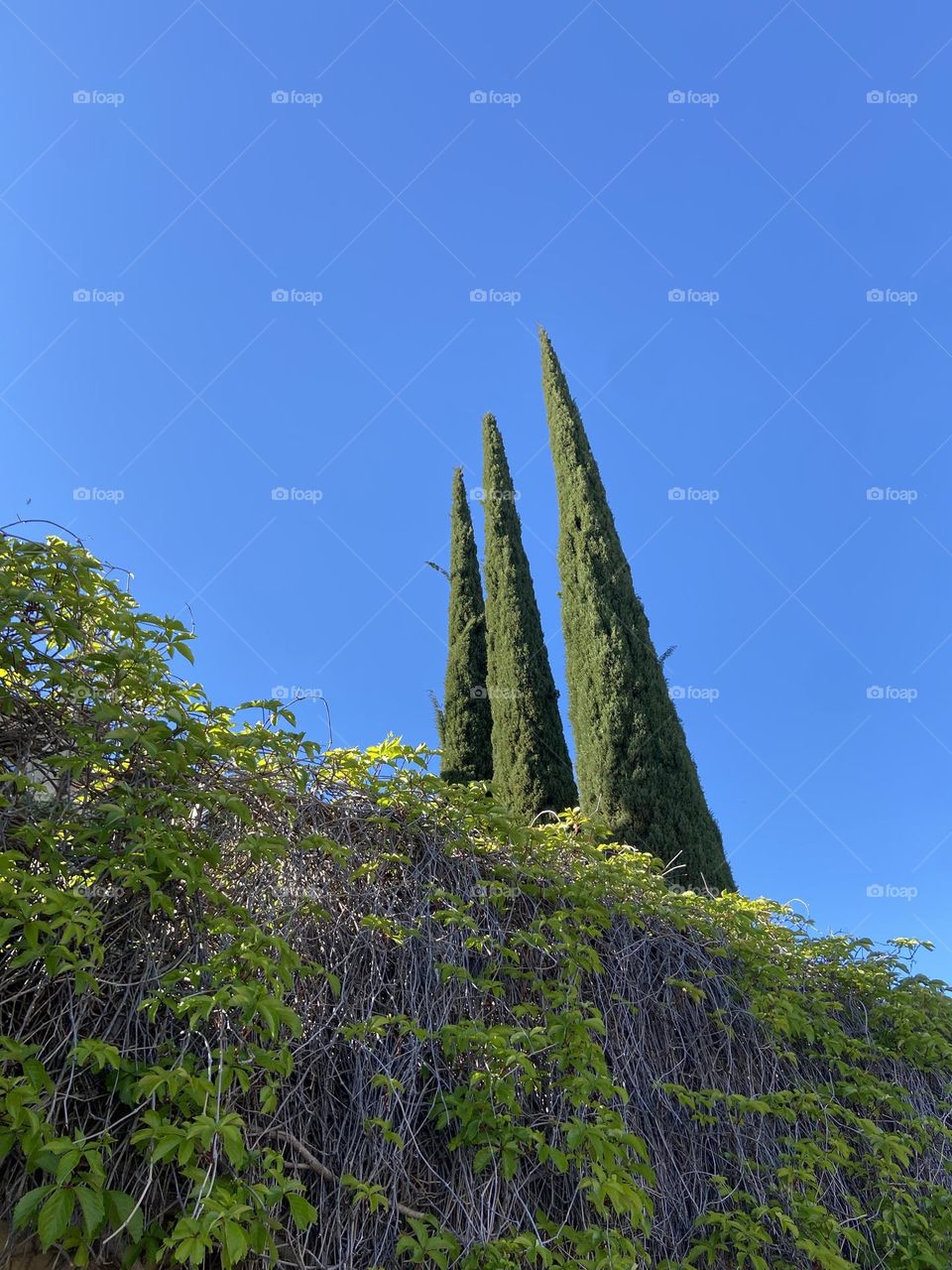 Three tall cypresses against blue sky