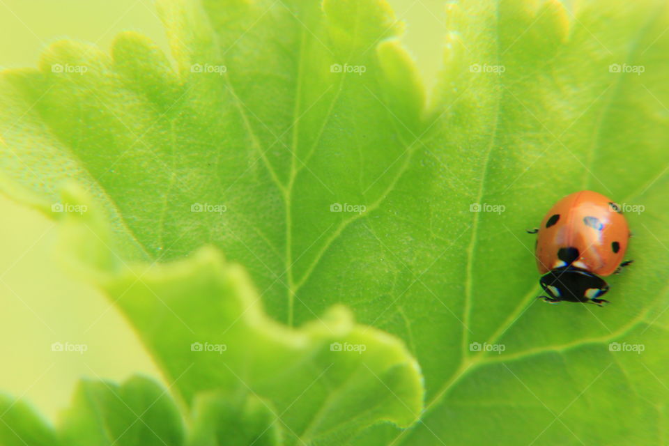 Closeup of a ladybug