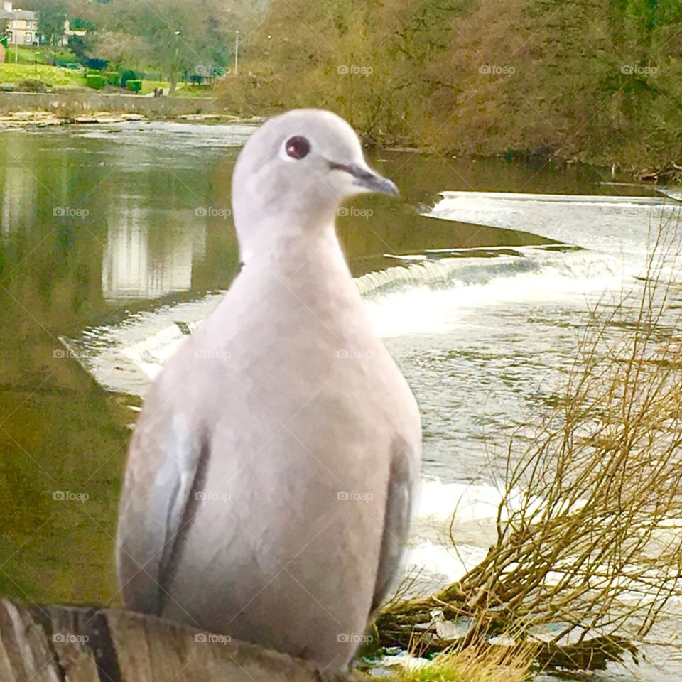 Dove on the river