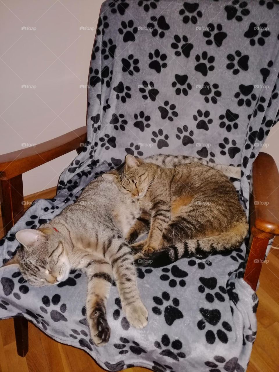 Sleeping cats