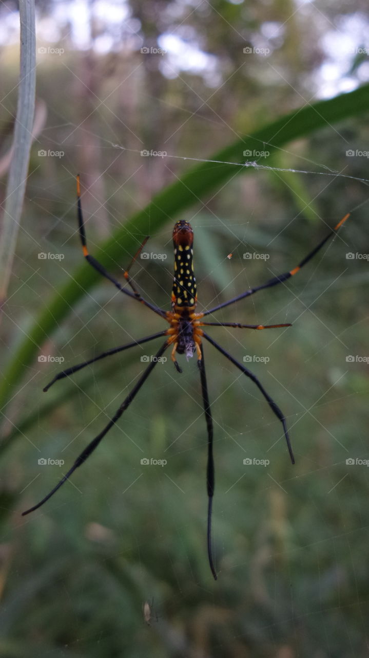 Spider in Thailand