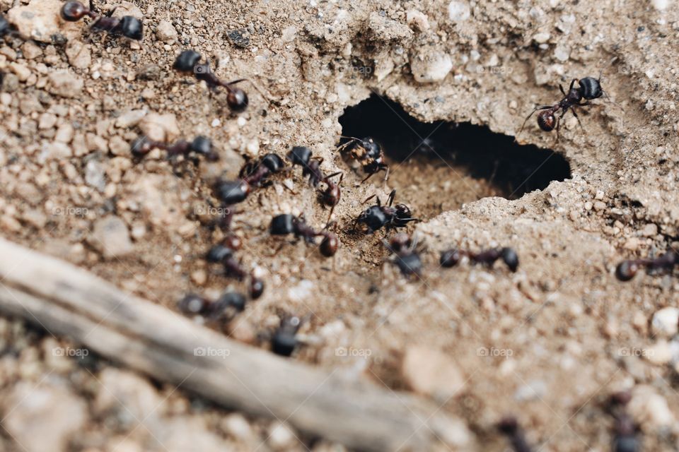 Ants 