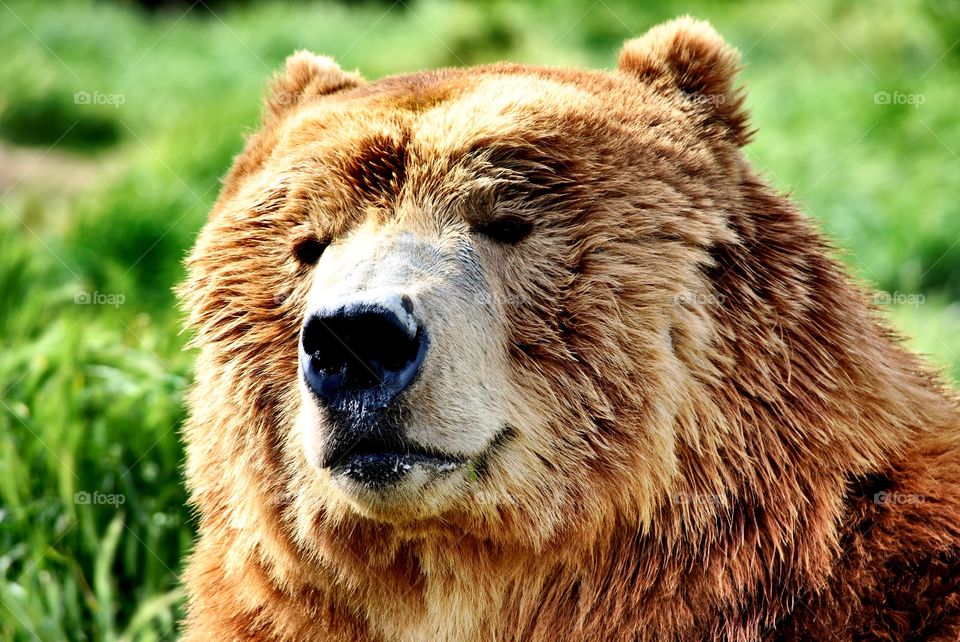 A relaxing brown bear
