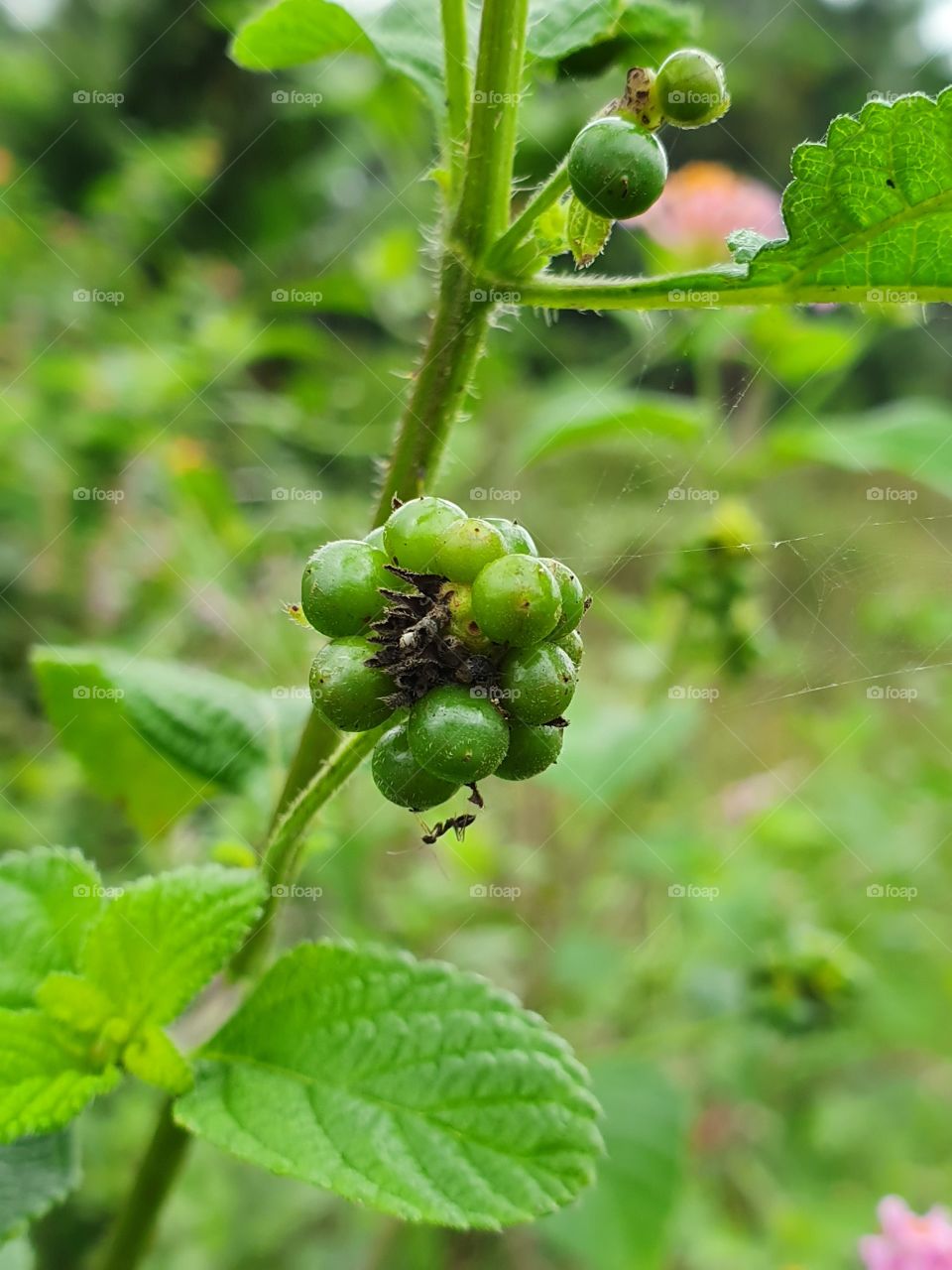 wild fruit seeds