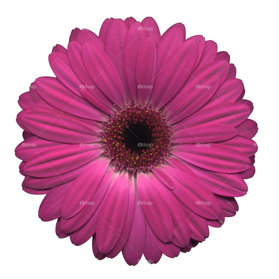 Pink gerbera