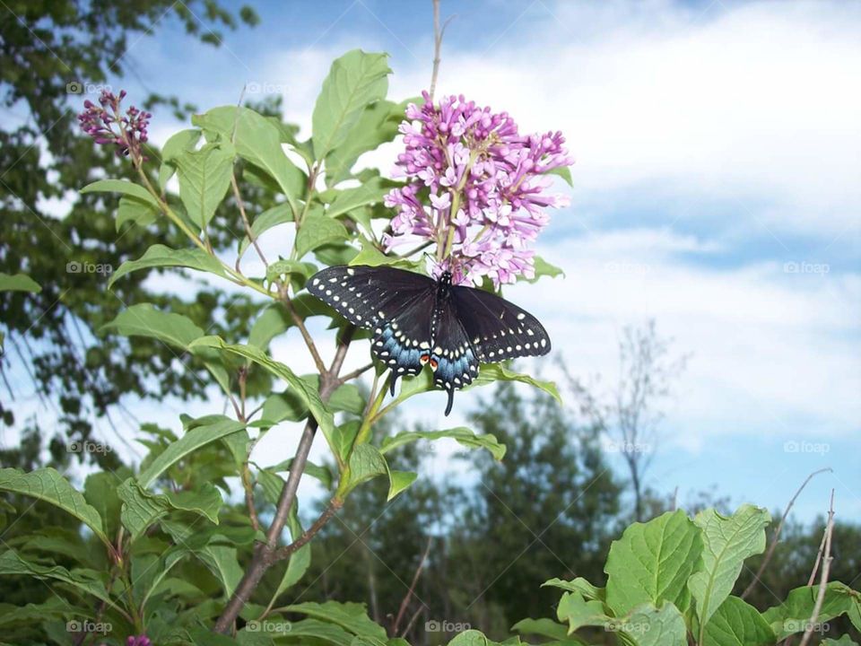 blue swallowtail. adventure in my yard