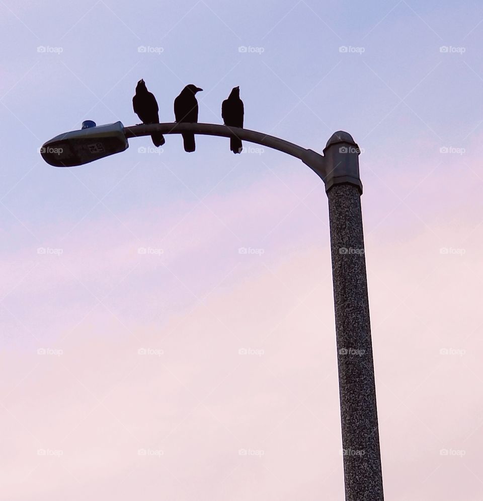 3 Crows