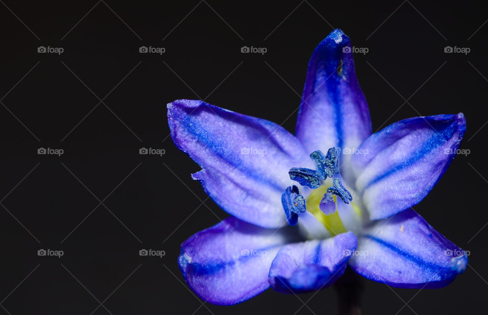 Blue spring flower, siberian squill (Scilla siberica)