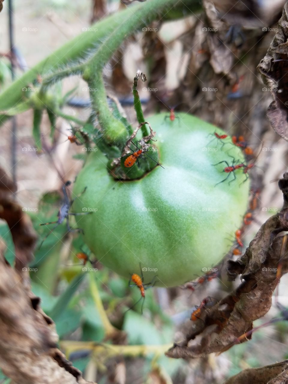 Assassin Bugs Taking Over