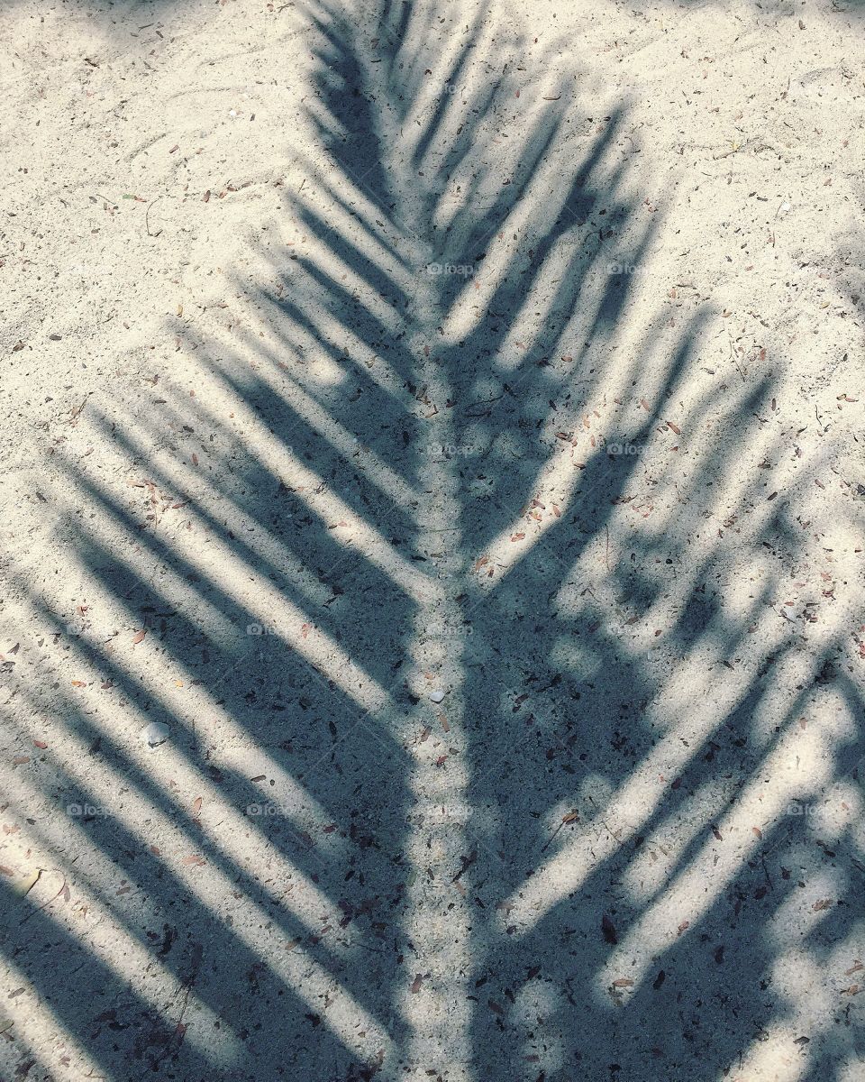 Silhouette of a palm leaf