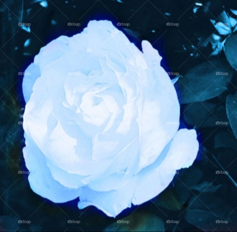 white rose