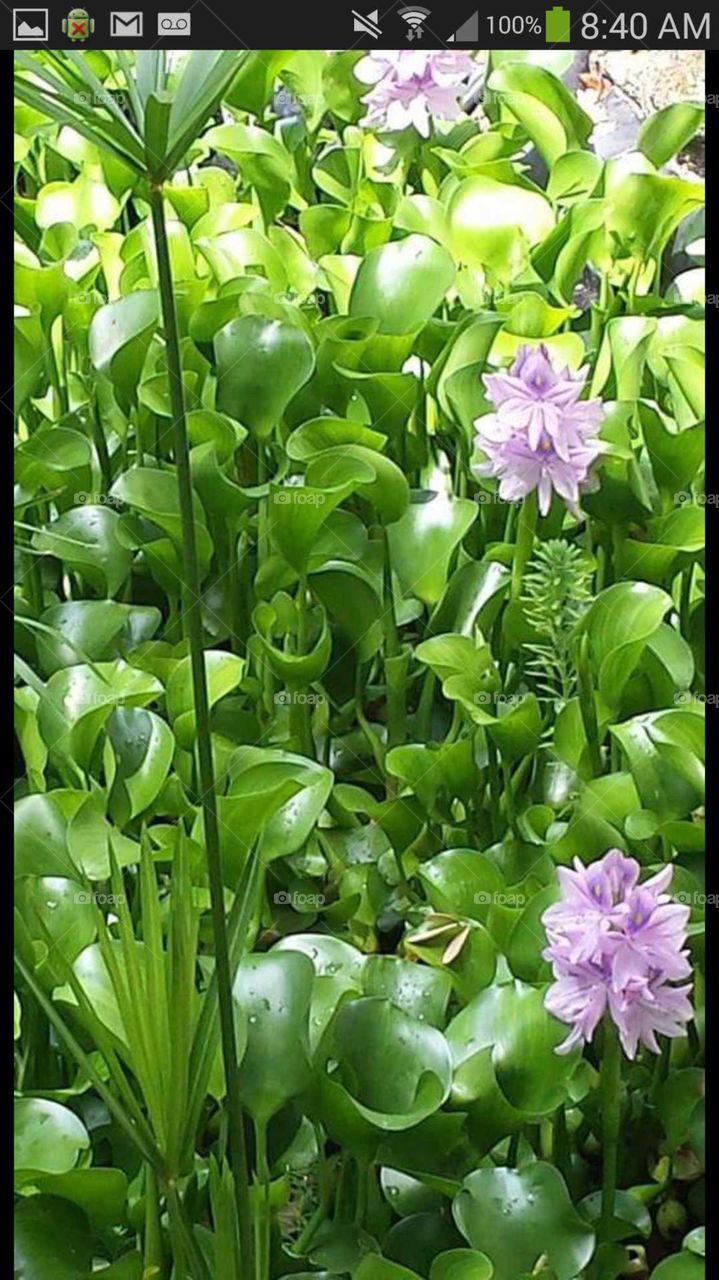 Florida Water Hyacinth
