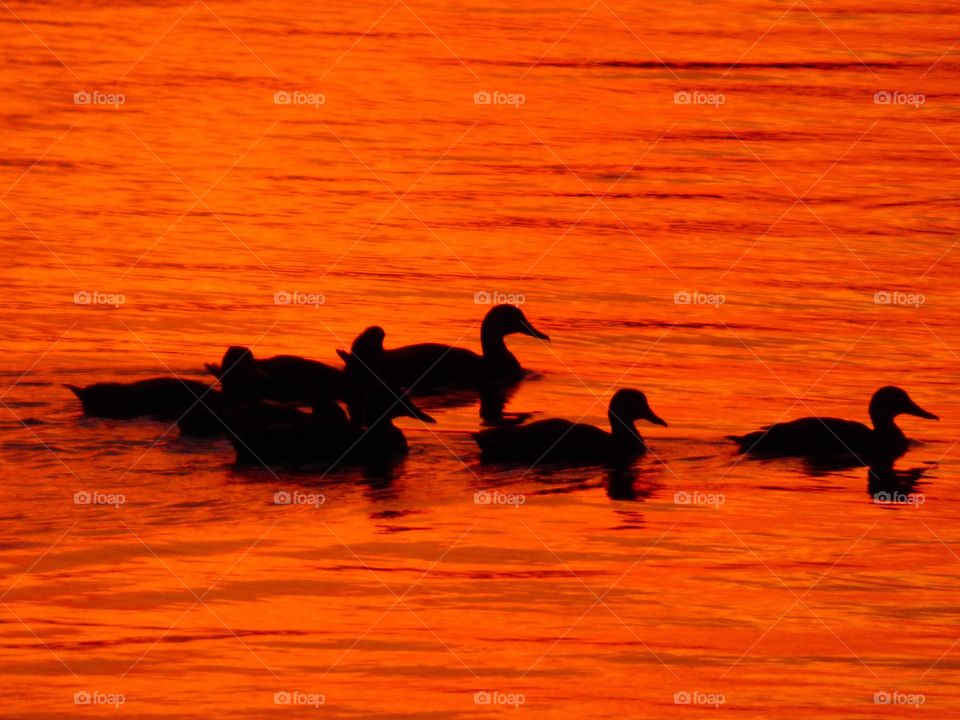 Cute ducks on the water


